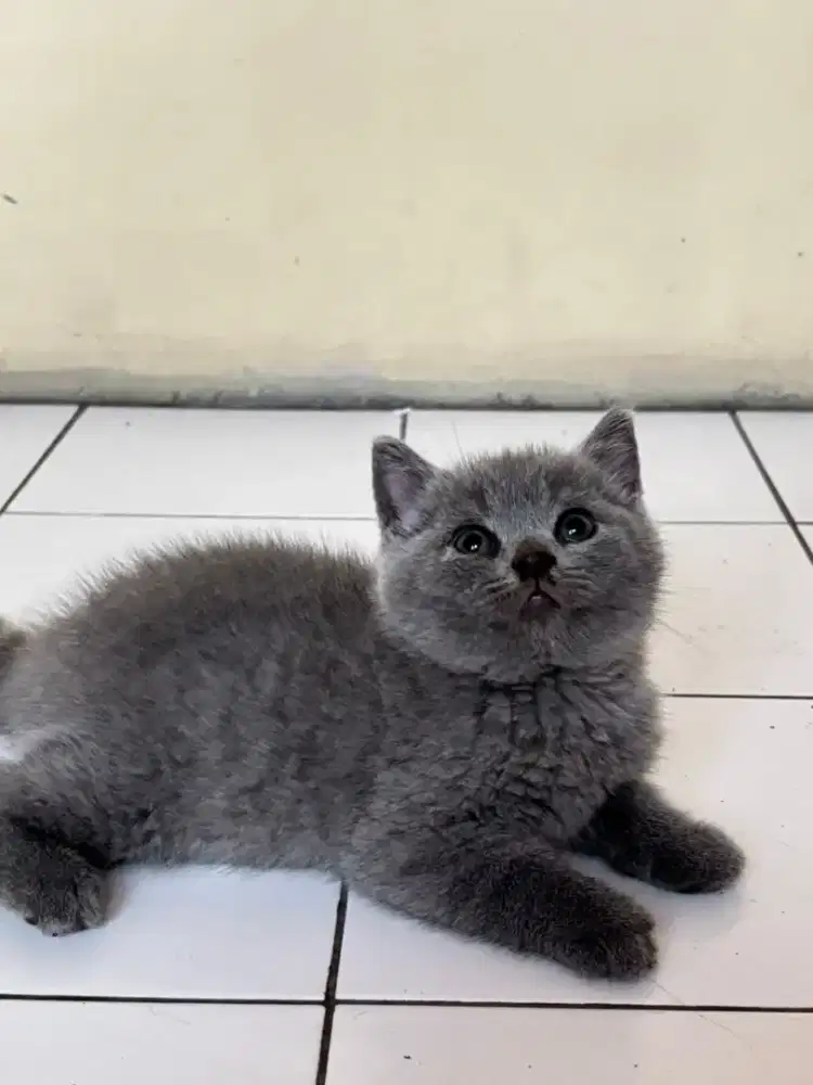 Lepas adopt kitten BSH usia 3 bulan