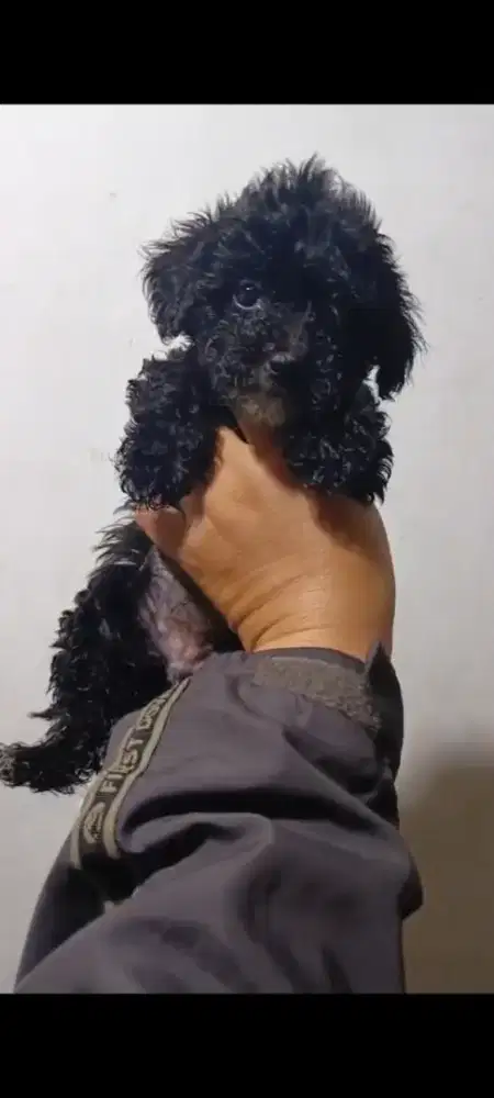 Pudel Betina Kosongan