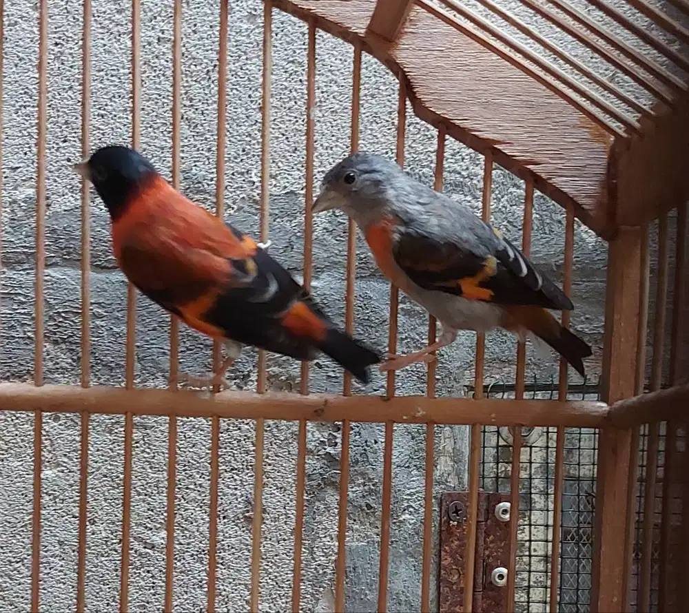 Red Siskin klasik Sepasang Full set