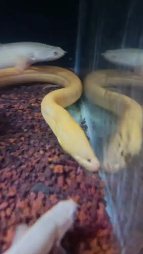 Belut Albino Mata Hitam