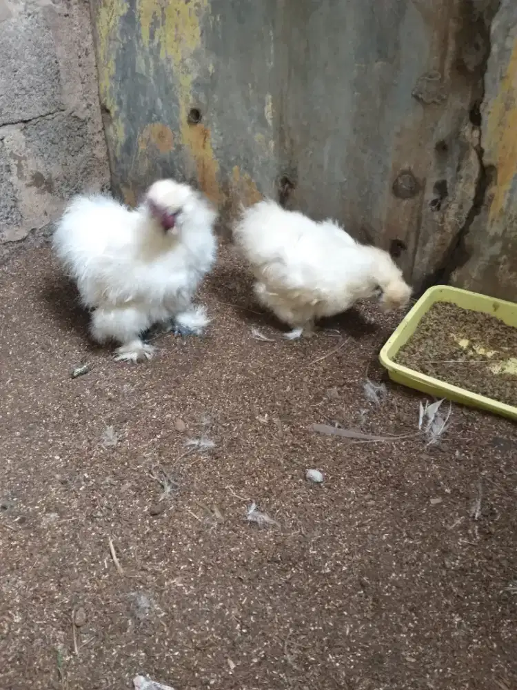 Ayam American Silkie Indukan Sepasang
