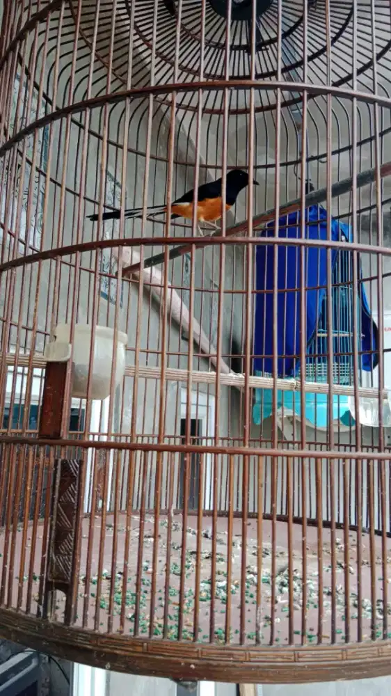 Dijual cepat Murai + kenari