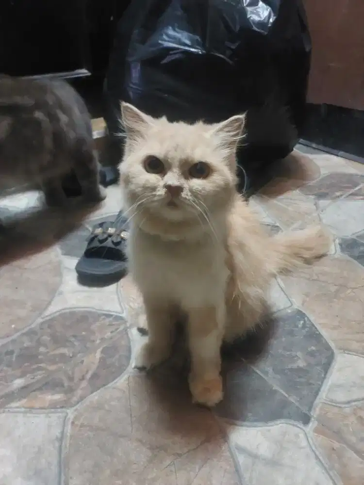 jenis persia bululebat