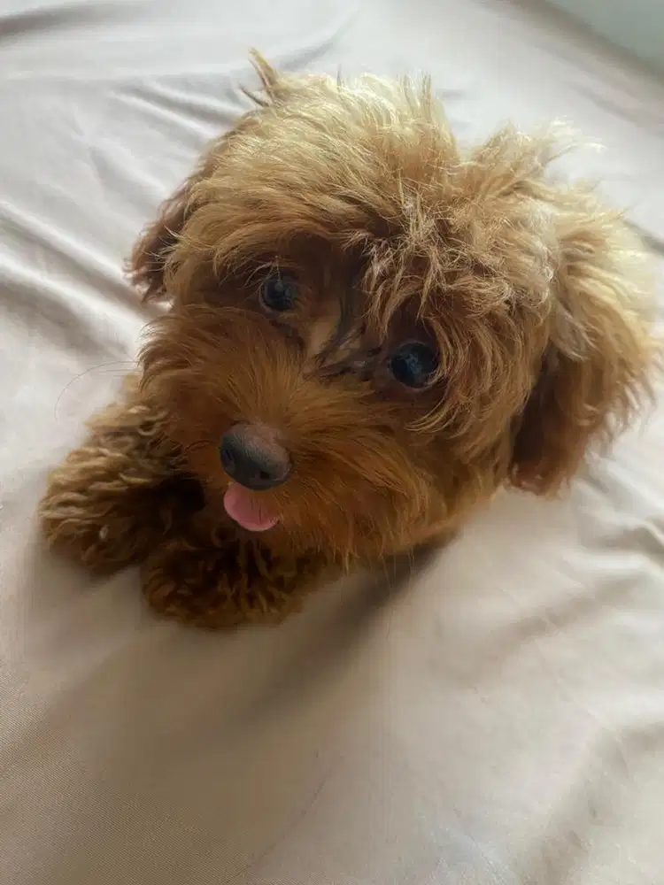 Poodle Betina Umur 3 Bulan