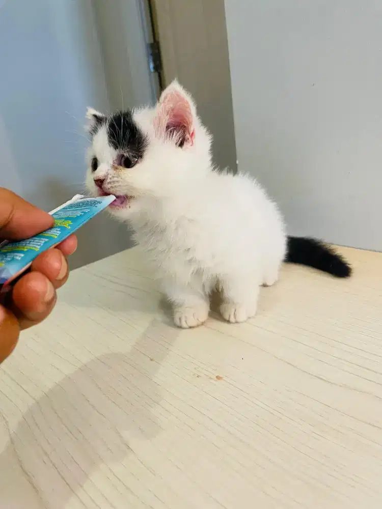 Lepas adopt kitten bsh muchin 2 bulan