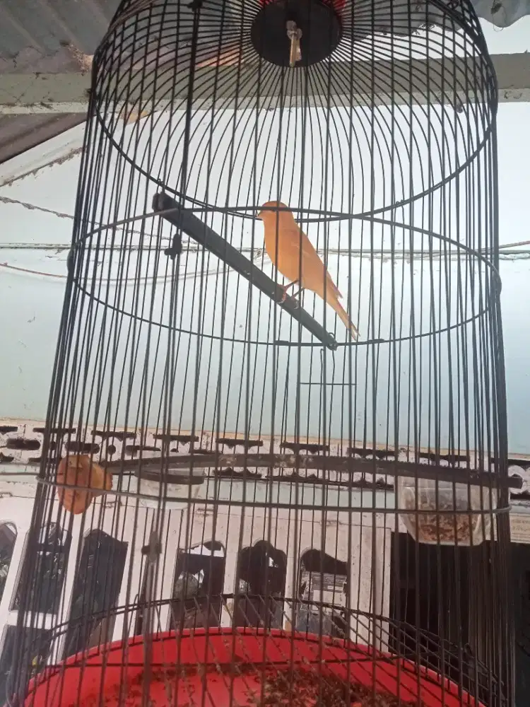 jual borongan kenari..kinoi..2 lovbird