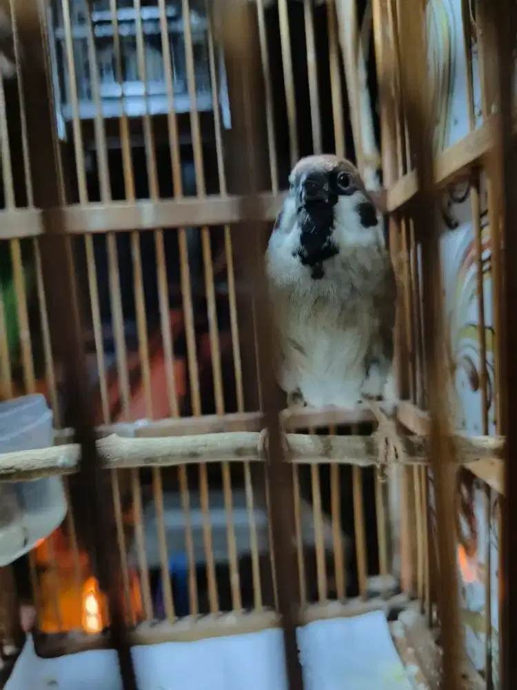 Burung gereja tarung gacor