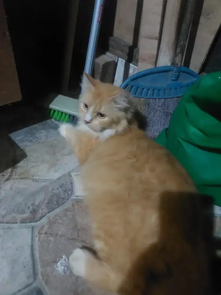 Kucing persia umur 1th