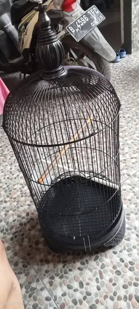 Kandang burung kapsul lovebird kenari dll