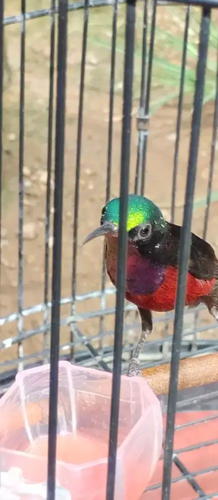 Konin plus kandang sehat dan bunyi