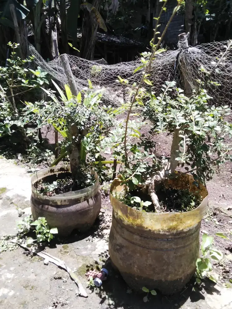 Dijual bahan bonsai