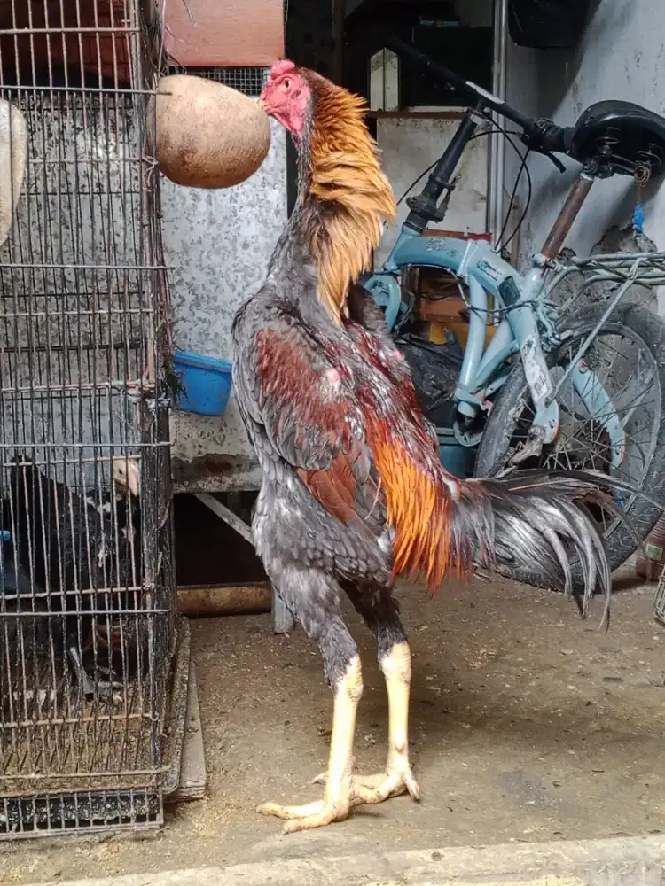 Shamo eropa nuber x zhuter