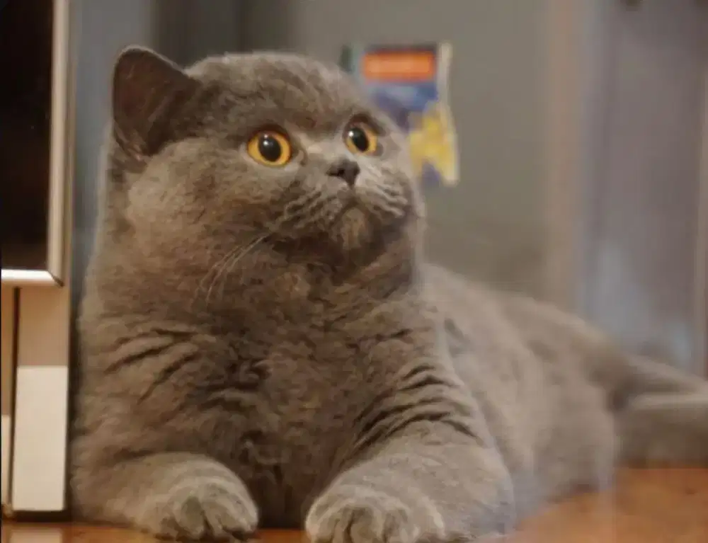 British short hair import china