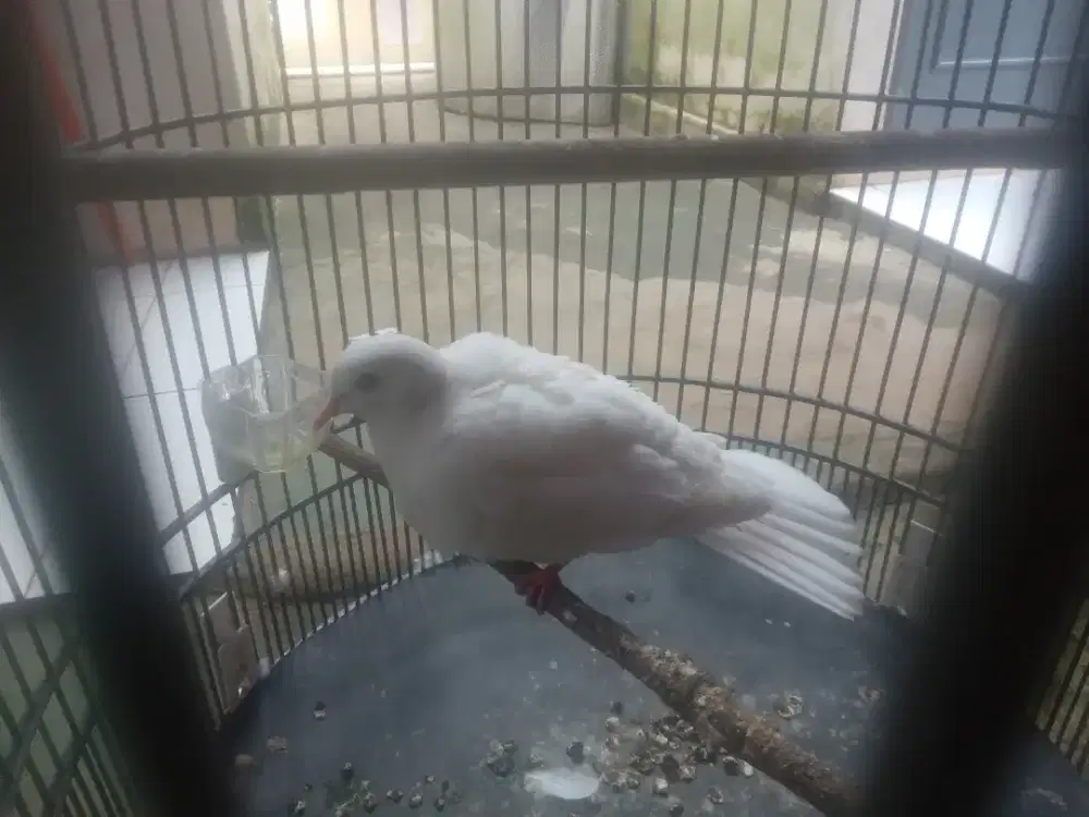 Burung puter albino