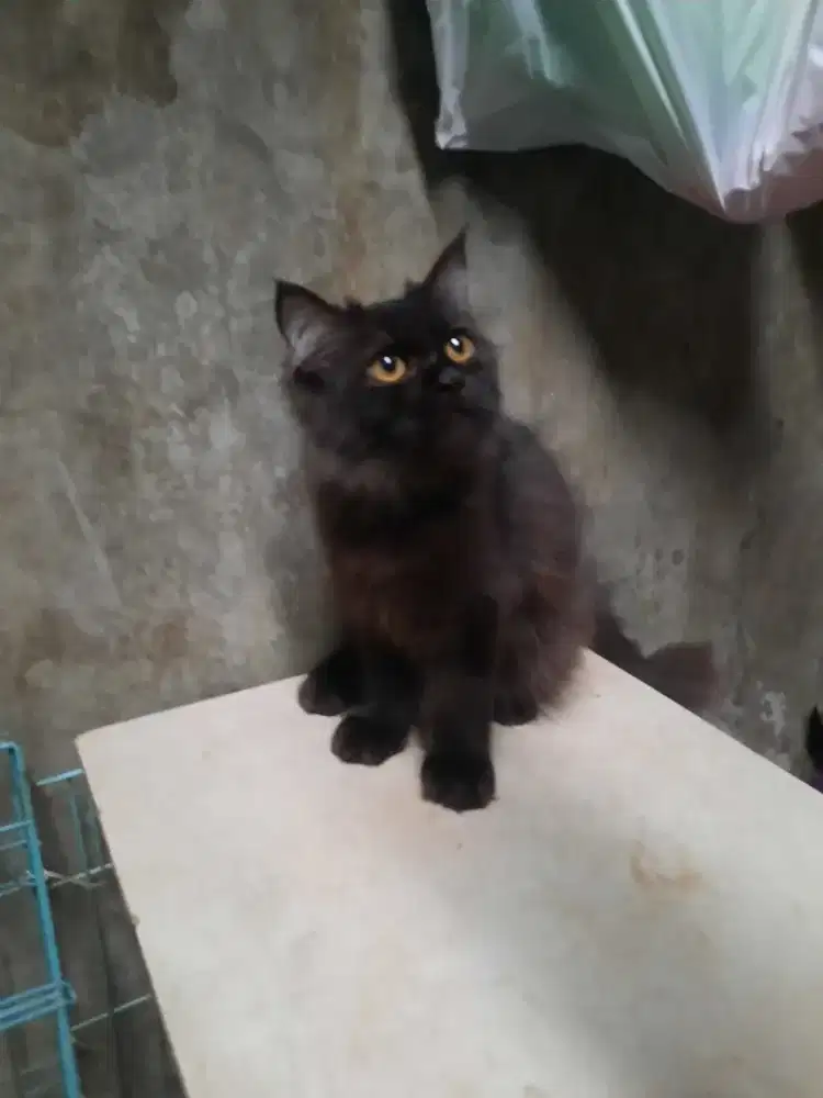 Kucing anggora persia