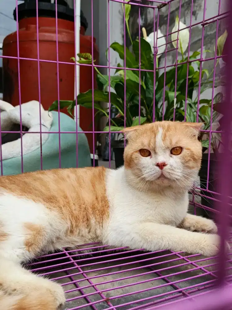 Scottish fold jantan sudah bisa pacak