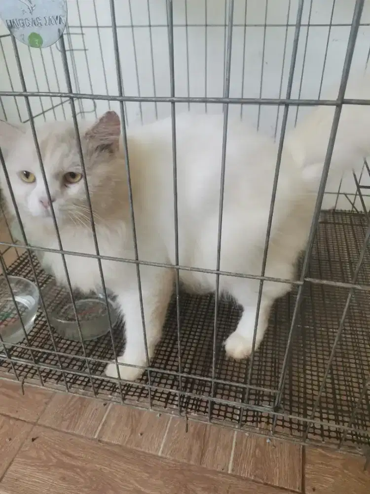 Kucing Persia jantan