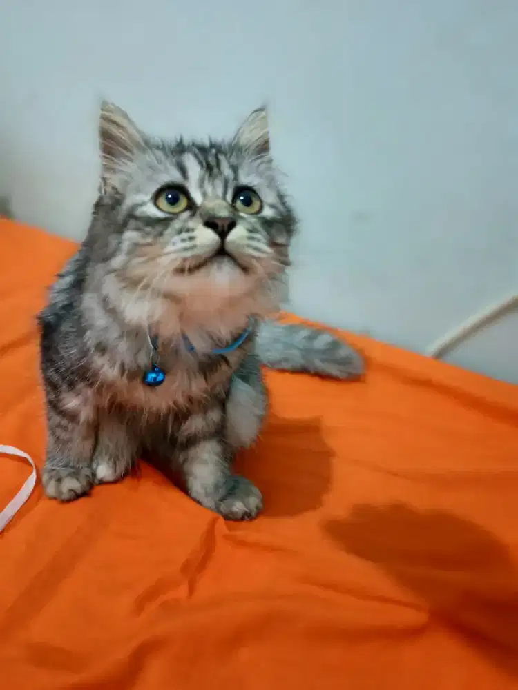 Kitten betina usia 4 bln