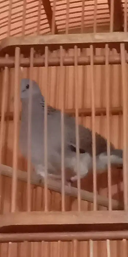 Burung tekukur jantan gacor