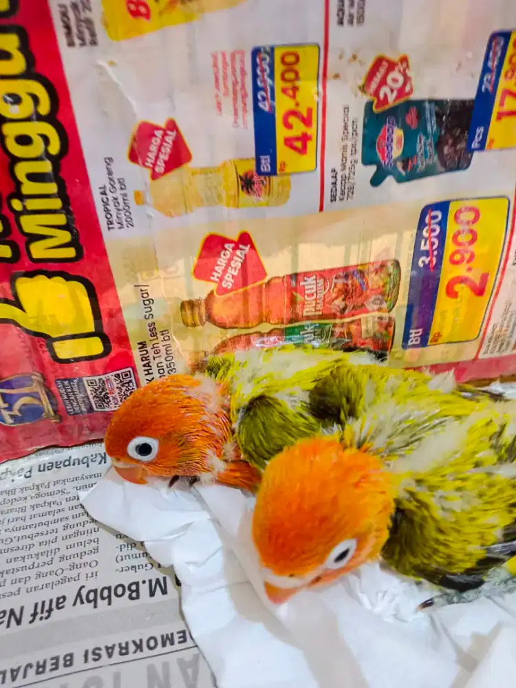 burung lb baby 2ekor Biola Ewn Gold