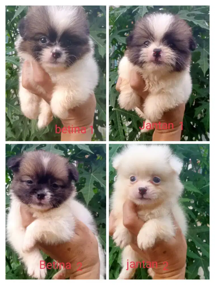 Anjing minipom x mini shihtzu