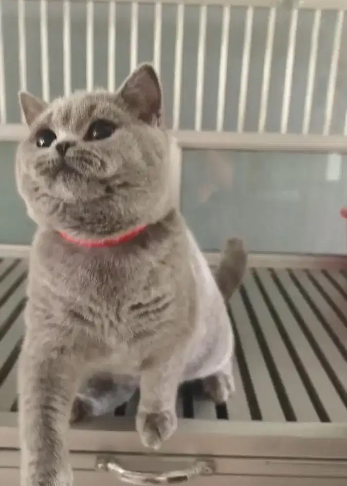 Kucing bsh jantan (ada betina usia 2bulan/6/7 bulan