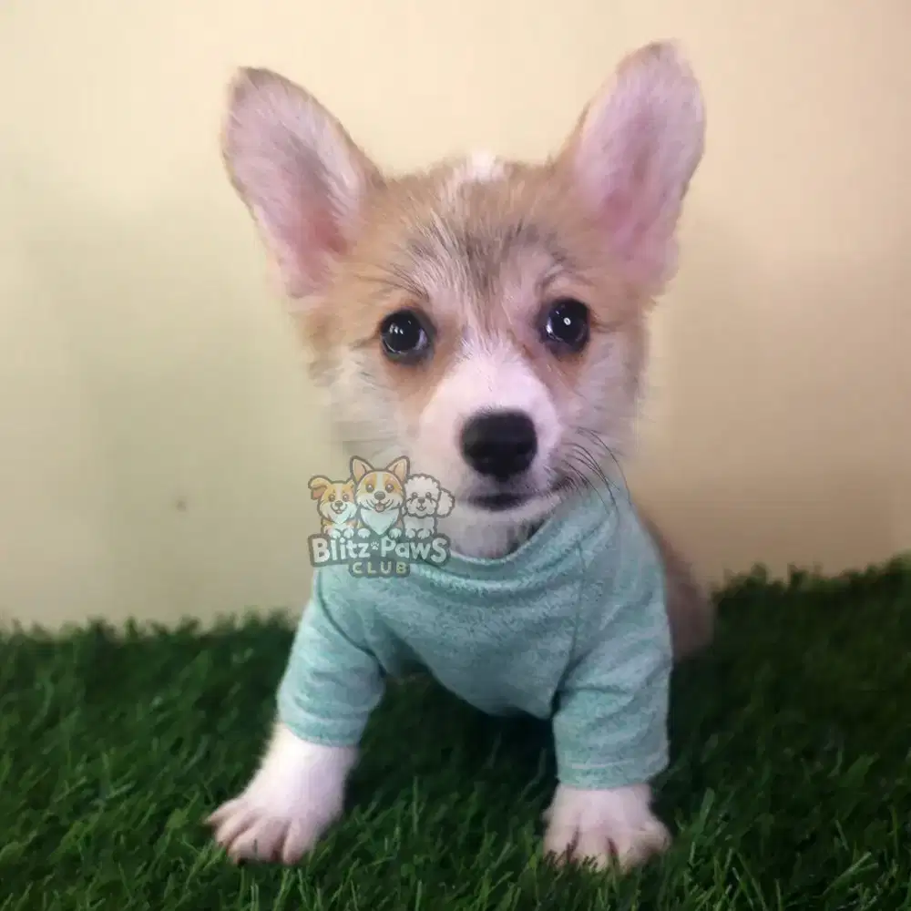 Anjing Corgi Puppy Jantan Betina