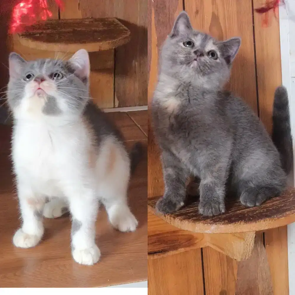 HARGA PEREKOR Kucing kitten munchkin bsh non standart (tdk cebol)