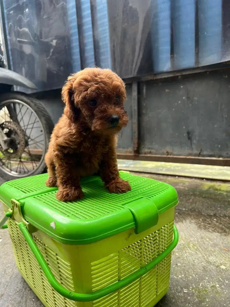 Red toy poodle jantan RTP