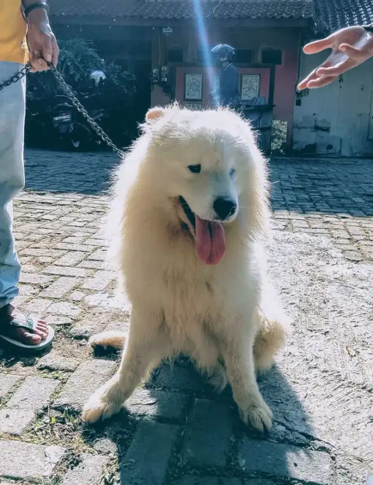 Jual Samoyed Jantan
