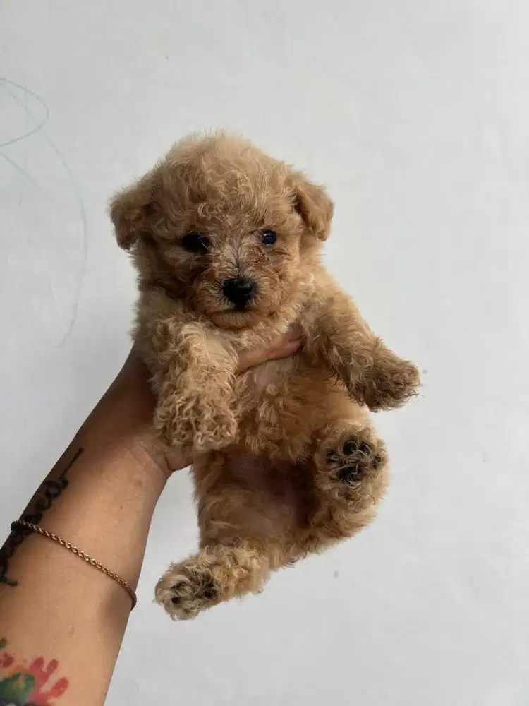Tiny poodle sepasang kosongan