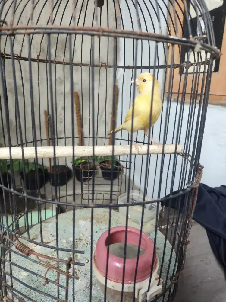 Dijual paud kenari paud warna cerah cantik postur besar