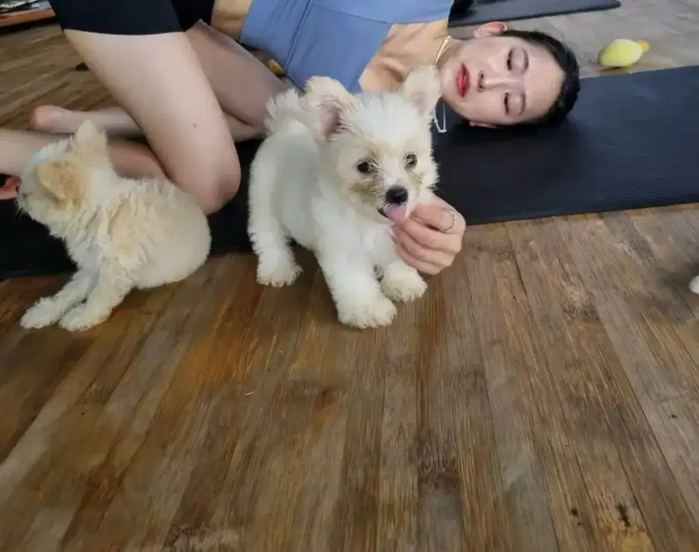 Maltipom & pom jantan betina ada