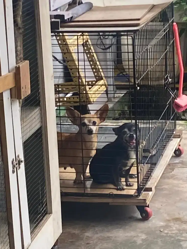 Chihuahua sepasang cihuahua pure dan mix corgi usia 2 thn hamil