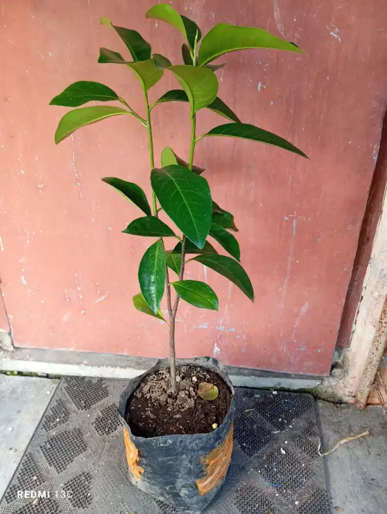 Tanaman buah mane sapote