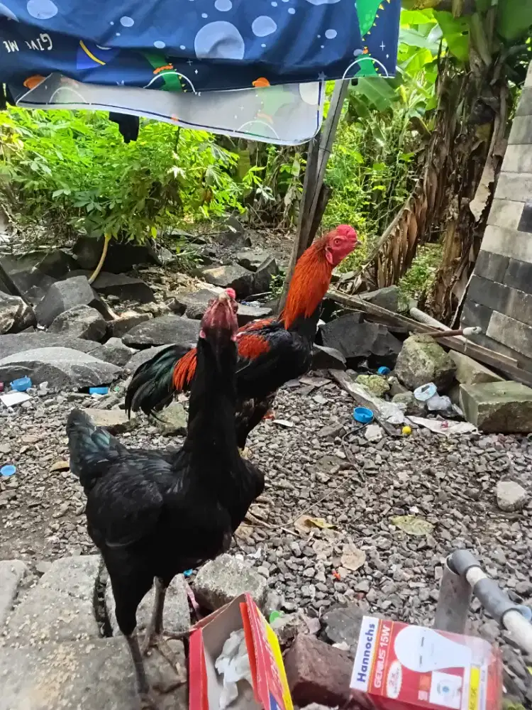 Hewan peliharaan ayam bangkok