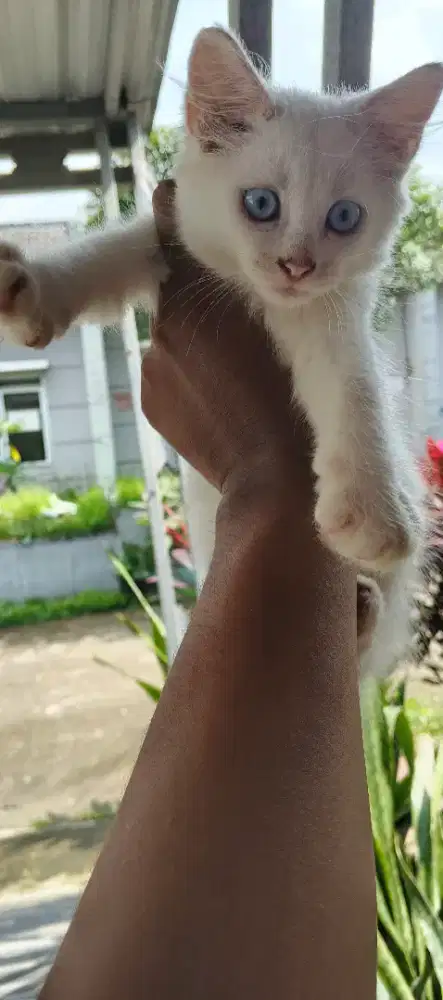 Kitten Persia medium betina 2bln