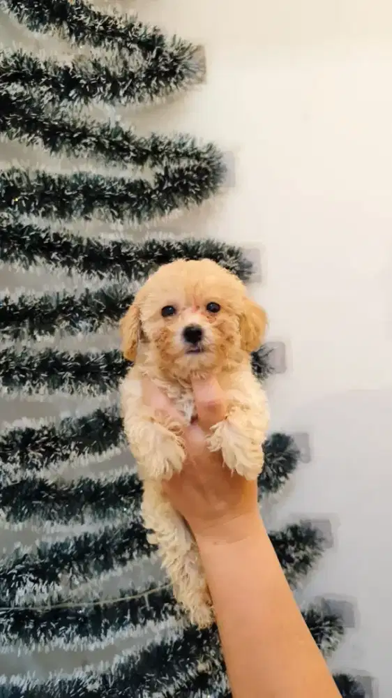 Jual Anak Anjing Poodle