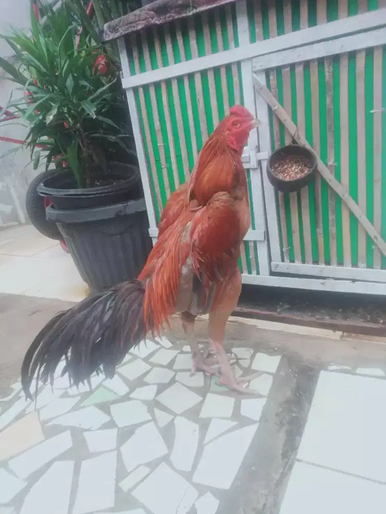 Ayam Bangkok  (SI KLAGOND)