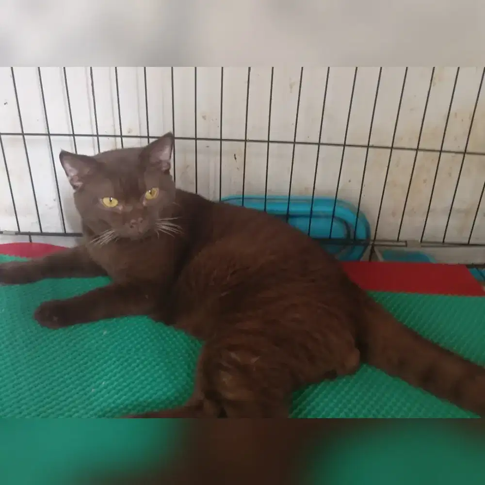 Bsh pure choco solid jantan usia 1tahun jago kawin