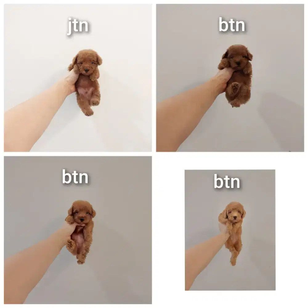 puppy poodle bersurat !!! no php !!!