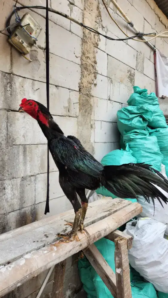 AYAM BANGKOK GANOY PUKUL SARAF