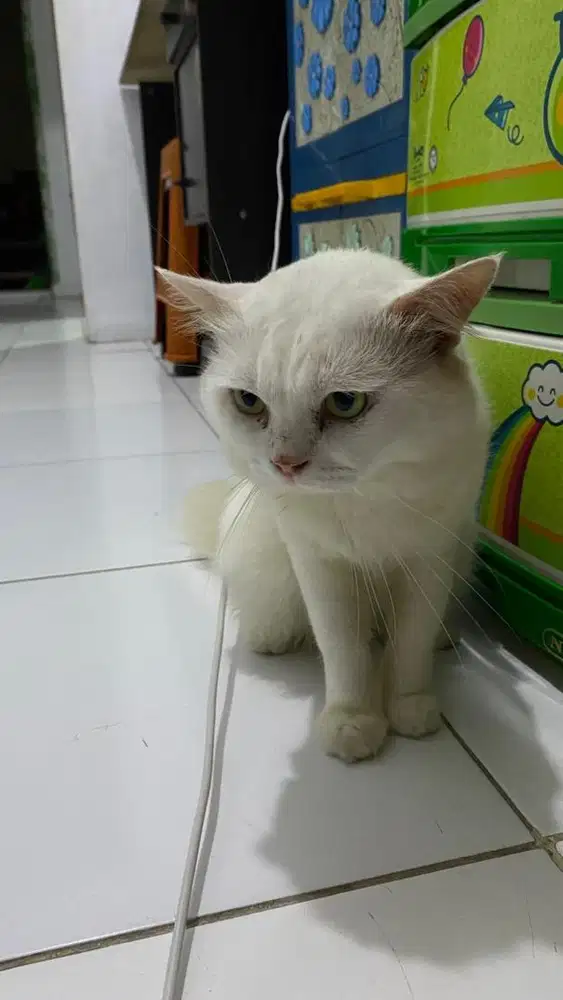 persia medium jantan