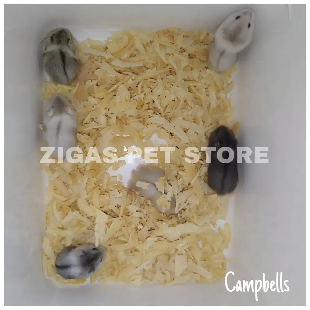 Hamster Semua Jenis Hasil Peliharaan Sendiri Usia 1-2 Bulan