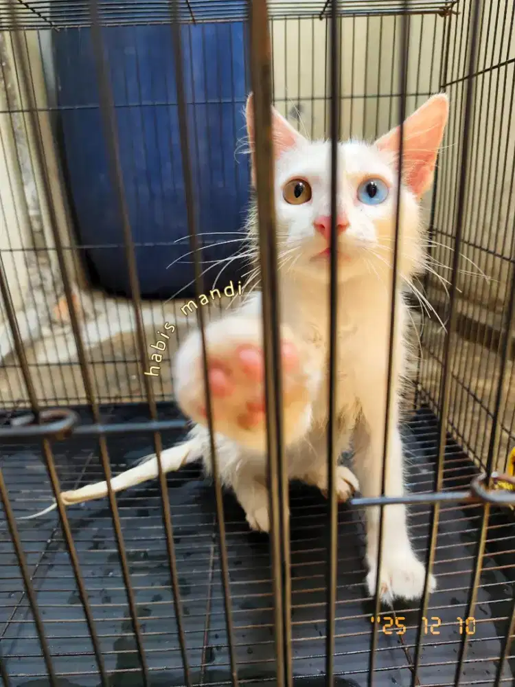 Persia odd eye jantan