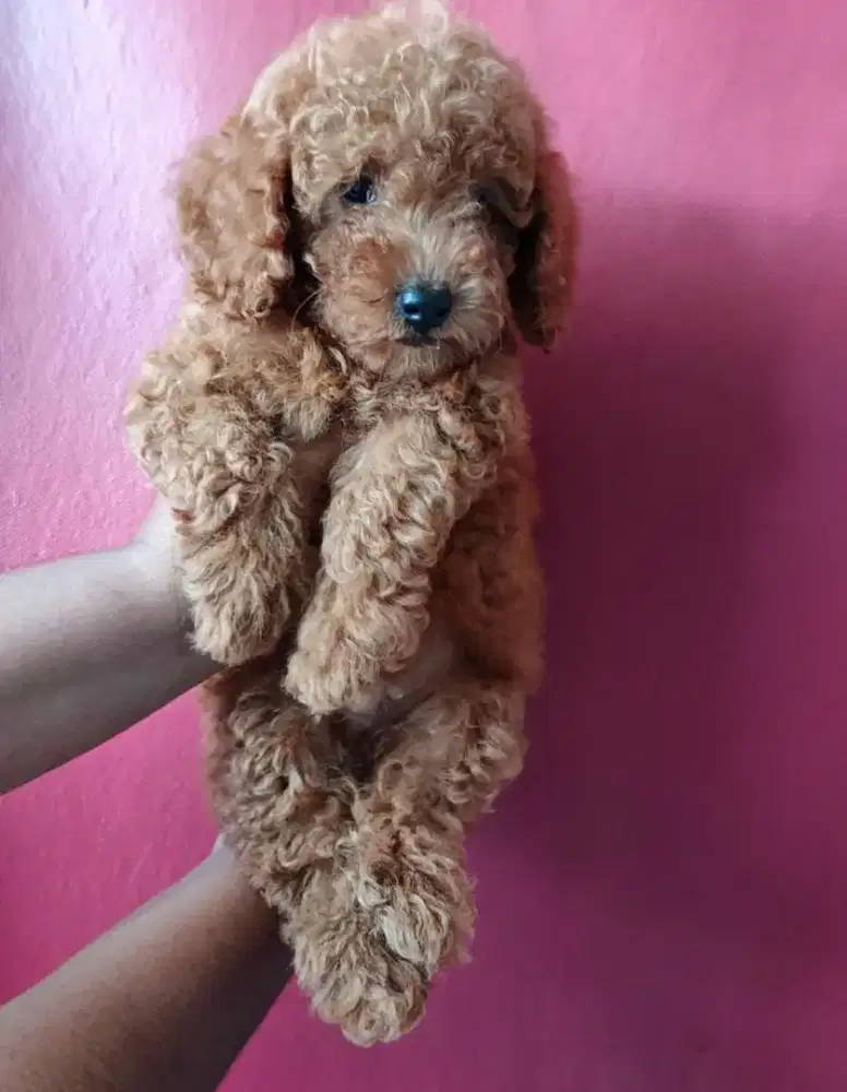 Puppy Red toy poodle