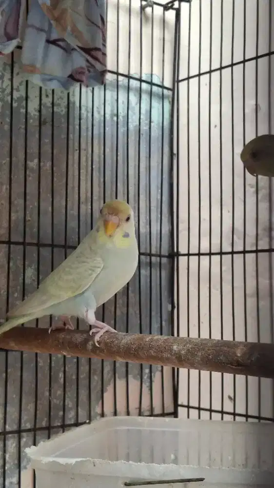 Parkit pasangan creamino x fallow mata merah