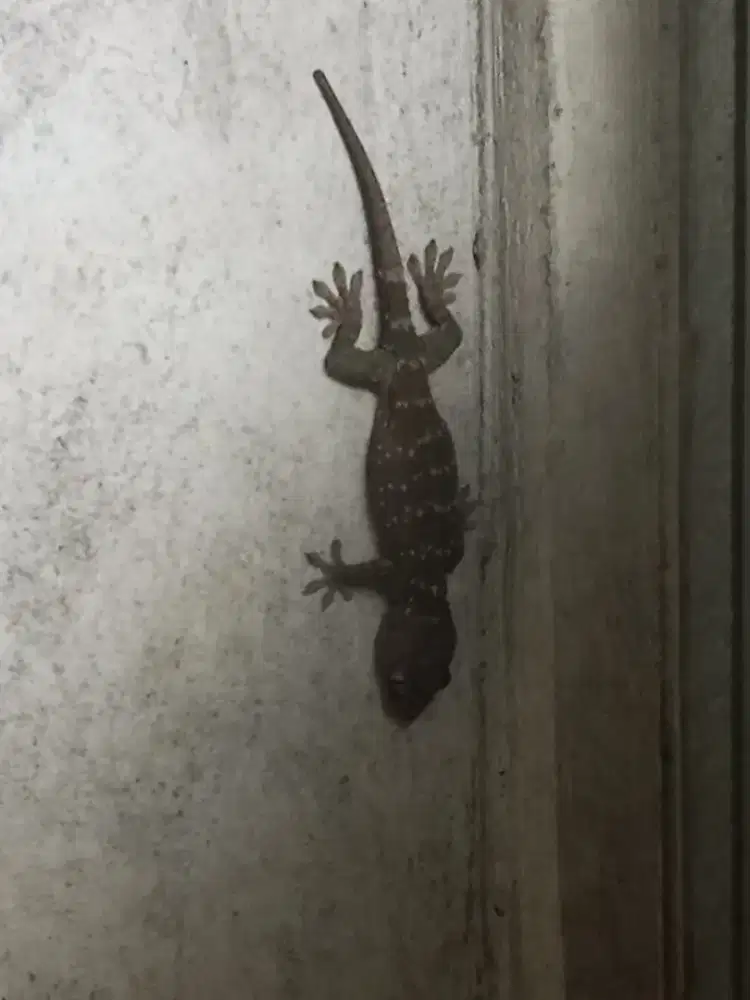 Tokkek rumahan di jamin sehat