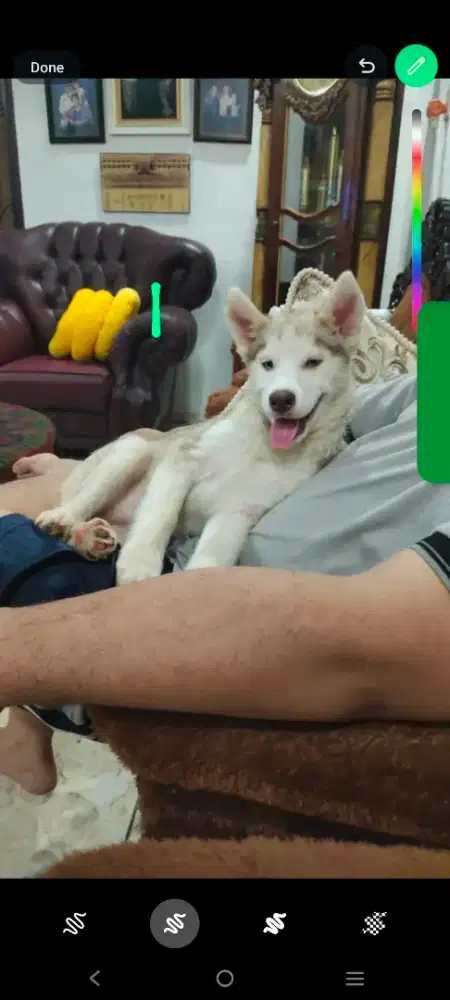 Siberian Husky Puppy