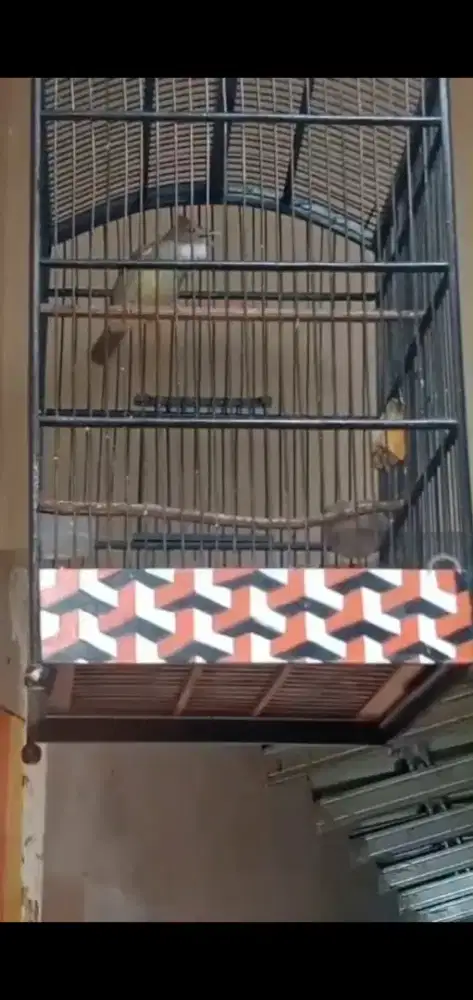 Jenggot lokal body big